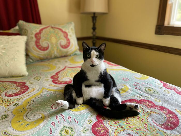 The Way My Parents Cat Sits