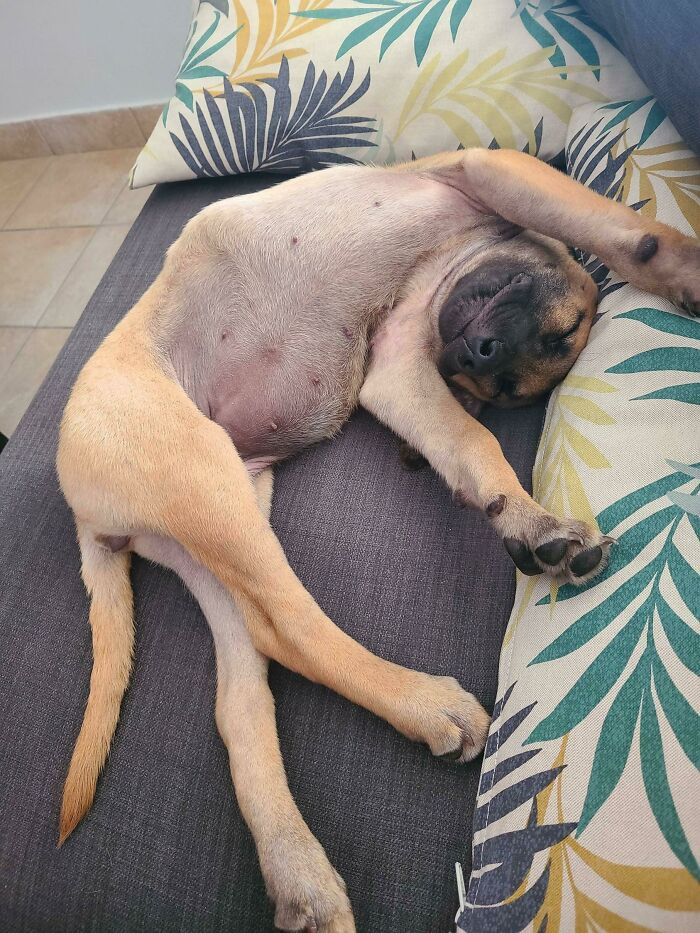 My Perfect Little Goblin Looking Particularly Silly