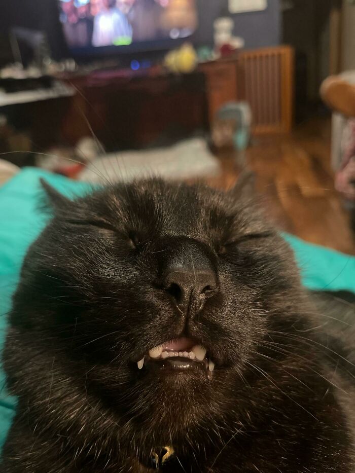 This Is Binx, Sil's Cat. He's Really Better Asleep Than Awake I Think