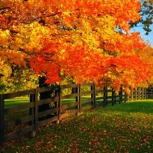 jane_robertson avatar