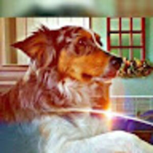 onionsoneverything avatar