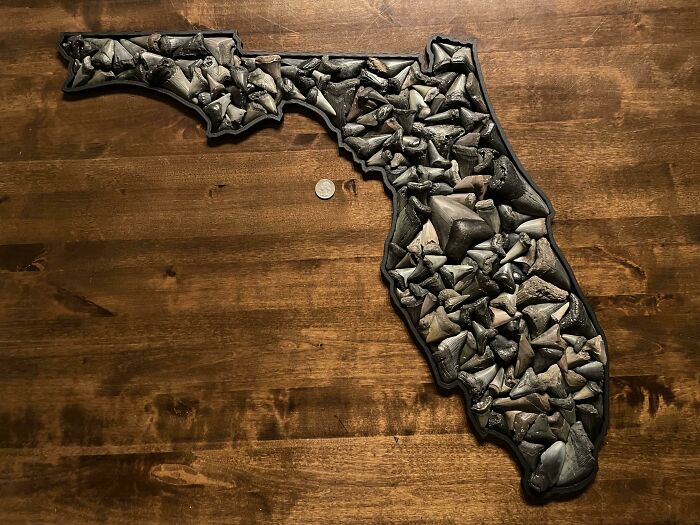 I Made A Florida With All Of The Broken Shark Teeth I Found This Year. Quarter For Scale