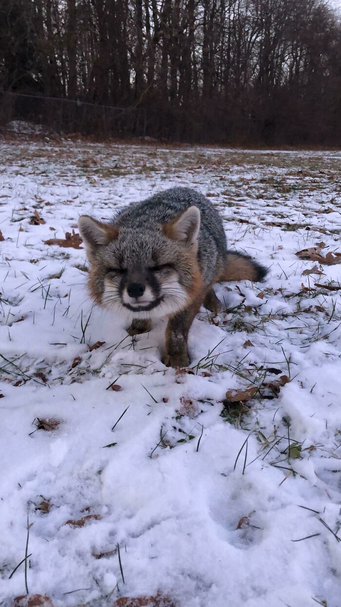 Cute fox on snowy ground, eyes closed, surrounded by trees in the background.