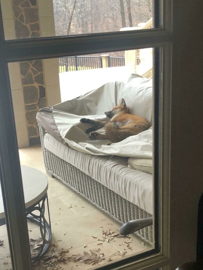 A cute fox resting on a patio sofa, seen through a glass door.