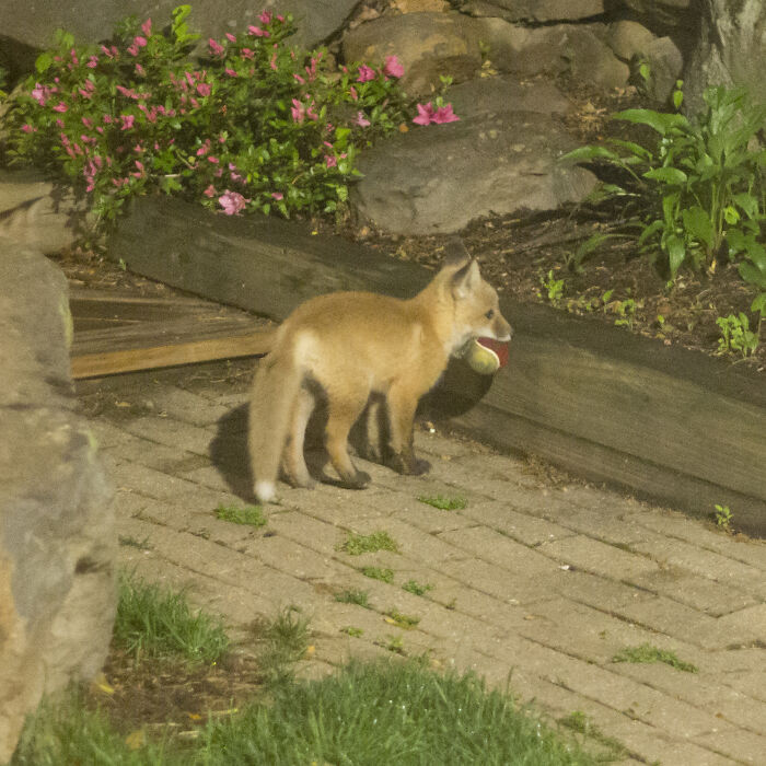 Cute fox cub playing with a tennis ball in a garden setting.