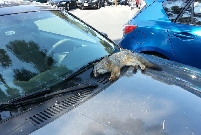 Cute fox sleeping on the hood of a car in a parking lot.
