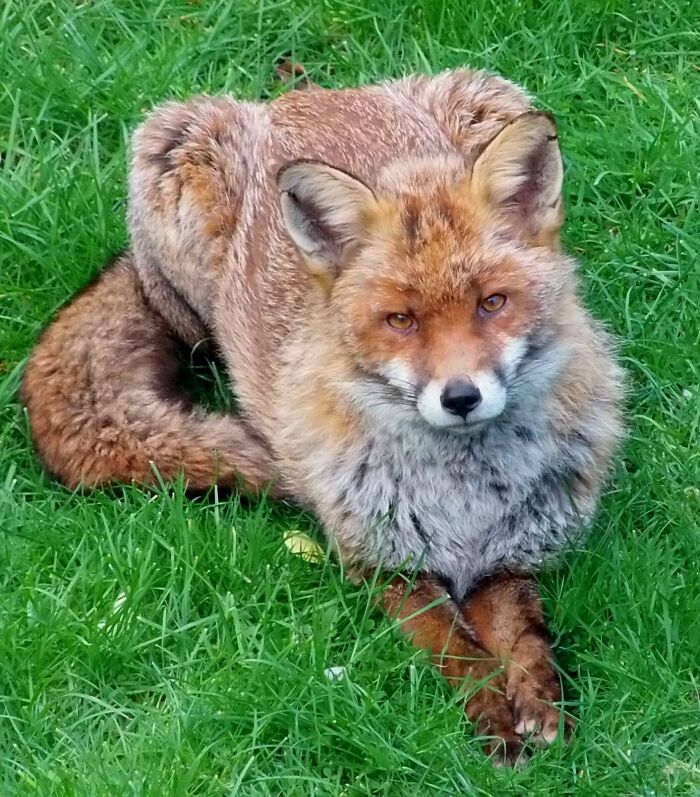 Cute fox lounging on green grass, displaying its fluffy coat and bushy tail.