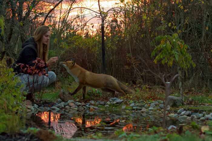 A woman kneeling near a pond at sunset, interacting with a cute fox in a forest setting.
