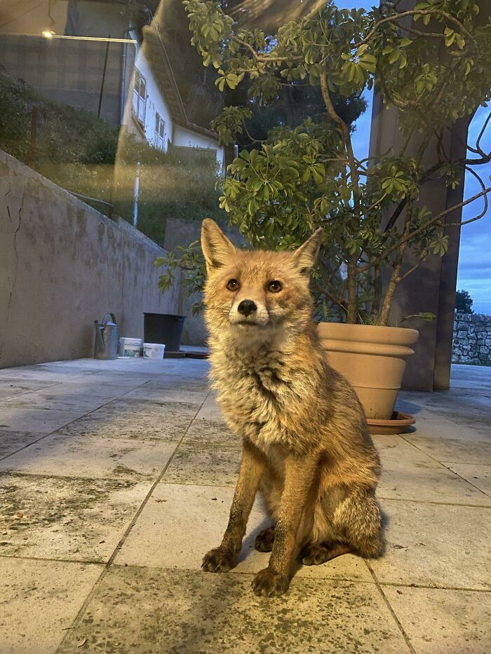 This Little Fox Has Been Visiting My Family Several Times Lately