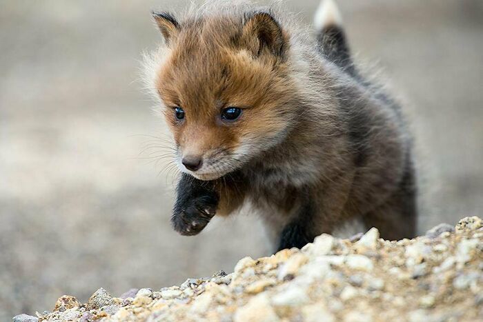Adorable baby fox exploring rocky terrain, displaying its fluffy fur and curious gaze.