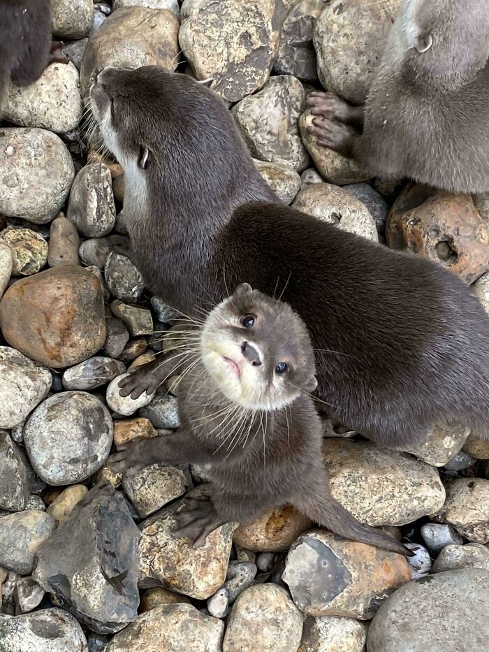 Otters on a rocky surface, one looking up curiously, showcasing their cuteness.