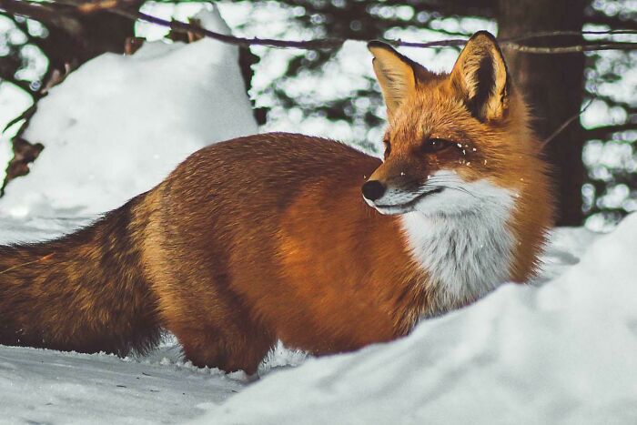 Met This Cute Fox While Hiking In Canada!
