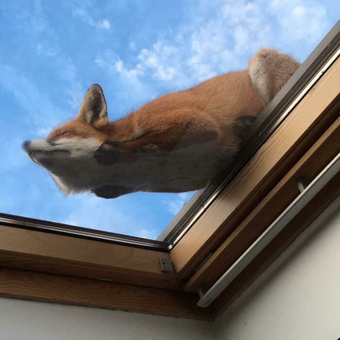 Cute fox lying on a glass roof, sky visible in the background.