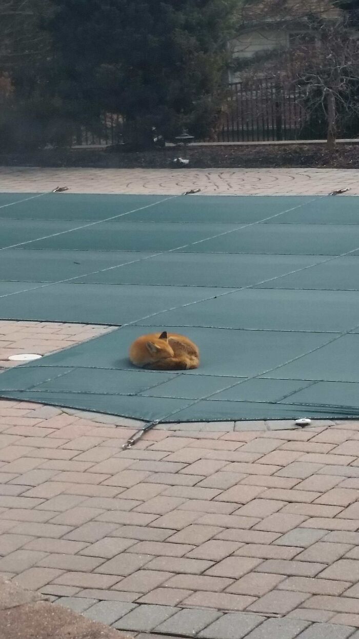 A Cute Fox Fell Asleep On My Pool Cover