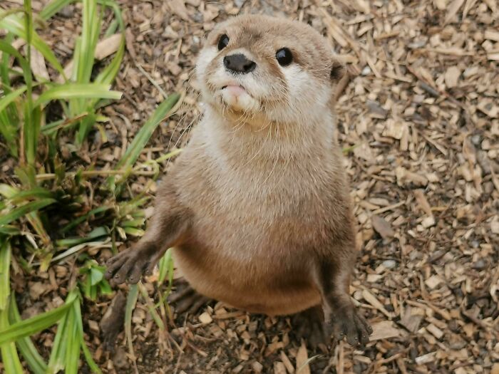 I Have Had A Lot Of Stress Going On Lately, But I Just Went To The Zoo With A Bunch Of Family, So That Was Great Being With Them! Saw Cute Otters And Got To Stroke A Goat