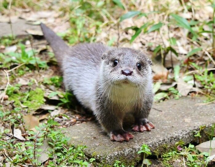 Cute otter standing on a stone path surrounded by greenery, looking curiously at the camera.