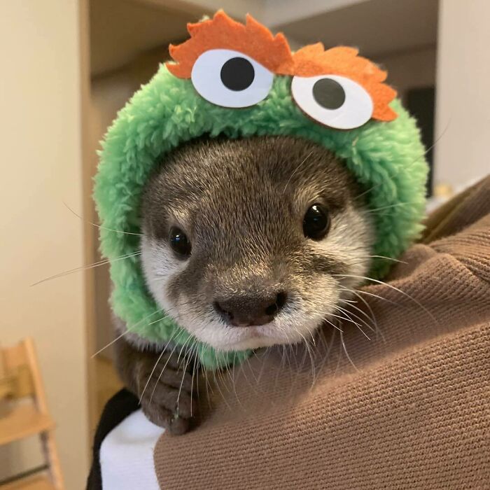 Cute otter wearing a green fluffy hat, showcasing its adorable face.