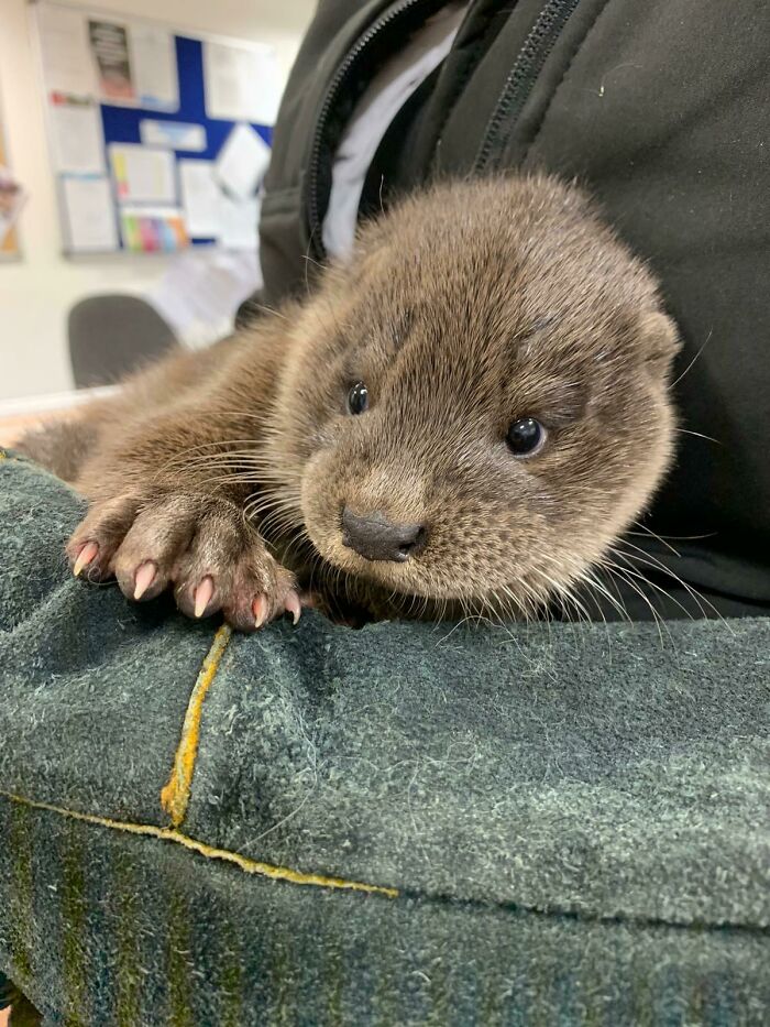 Cute otter snuggling in a cozy blanket, showing off its soft fur and tiny paws.