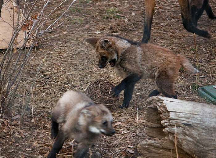 The Fox On Stilts! (Or A Maned Wolf) Cause Look How Cute They Are!