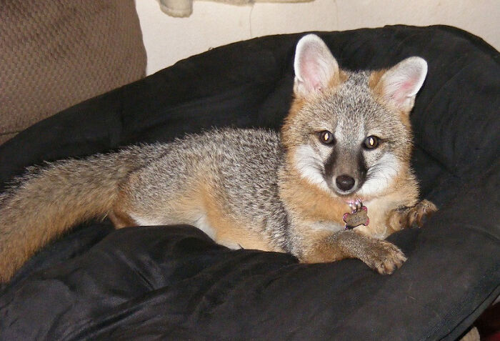 My Friend's Cute Grey Fox