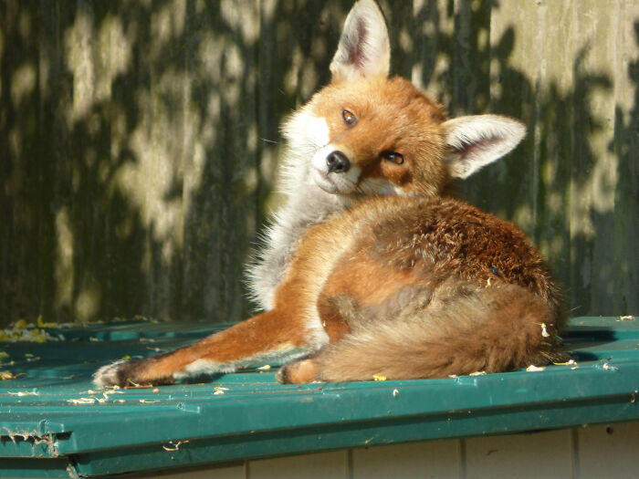 Getting Caught Taking A Picture Of This Cute Fox, Shortly Before It Went It Away (Worth It)
