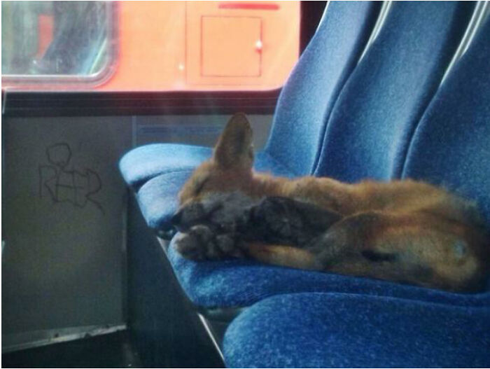 This Fox Was Found Sleeping Inside A Parked City Bus In My Hometown