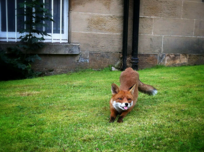 Cute fox playfully running on green grass outside a building.