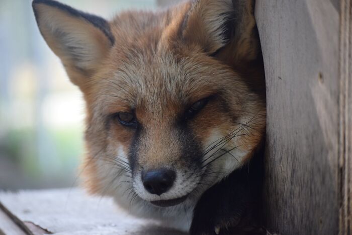Scarlette’s Foxy Smirk
