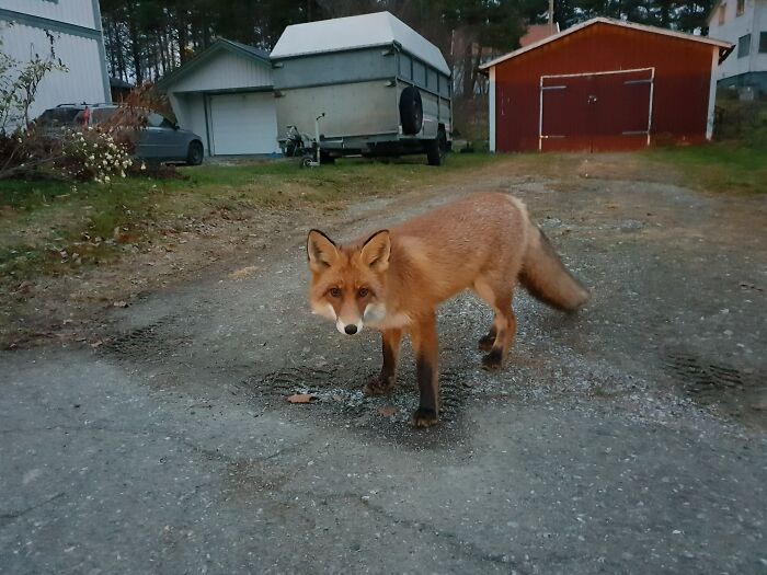 Foxy Morning Appointment