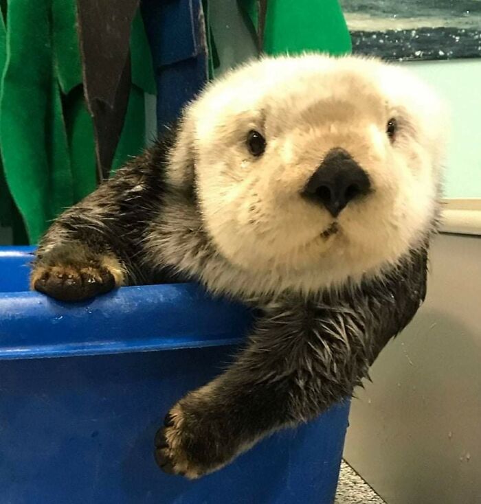 Cute otter with a fluffy face peeking from a blue container.