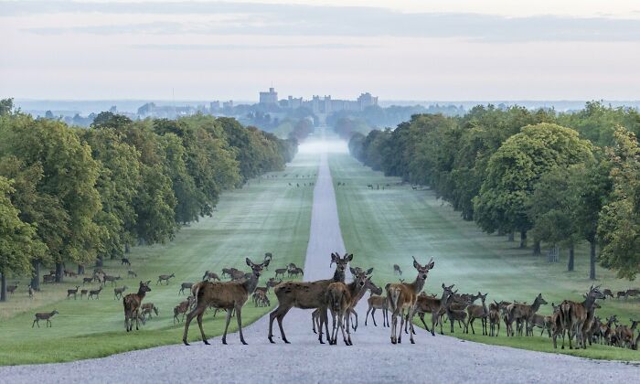 At The End Of A 2.64 Mile Long Avenue Lined With Chestnut Trees And Flanked By Grazing Deer Awaits Windsor Castle A Truly Magnificent Sight