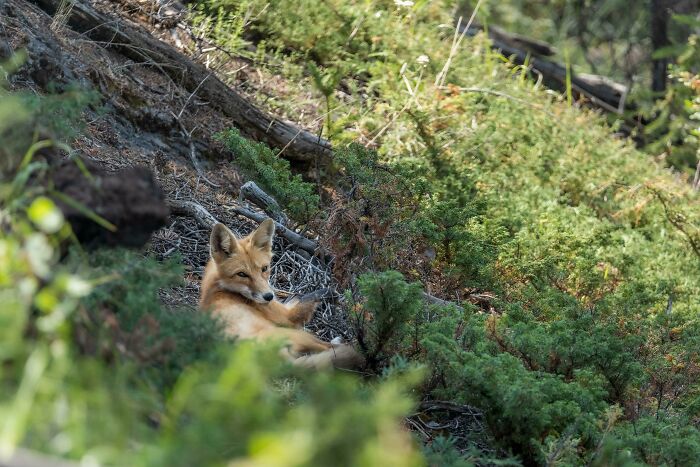 Cute Fox Chillin
