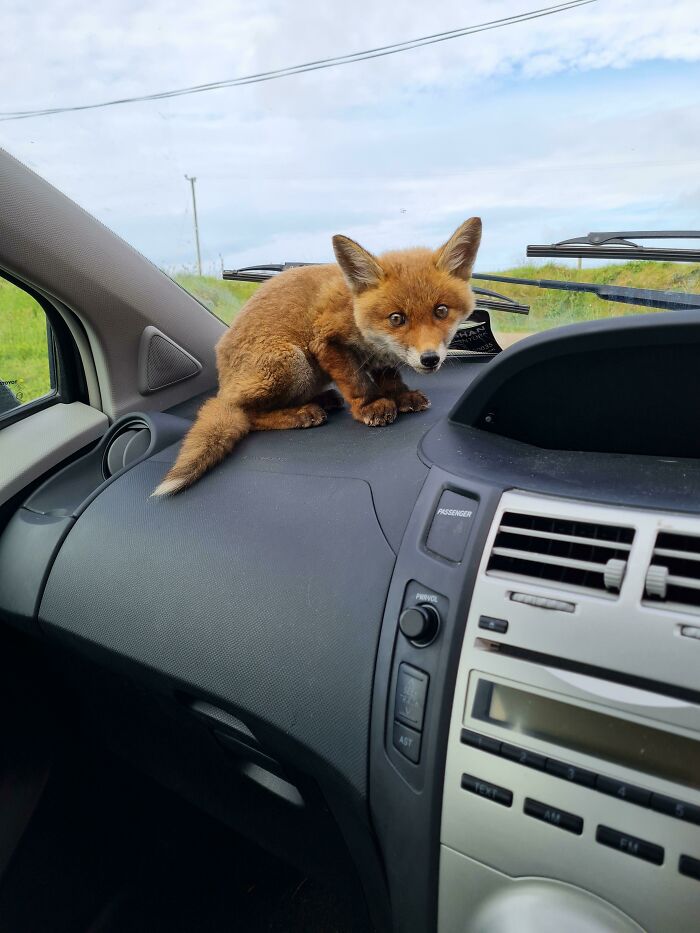 Here's The Guy I Picked Up Last Year With A Crushed Paw