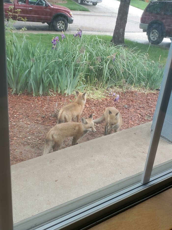 There Is A Family Of Foxes Living Under My House