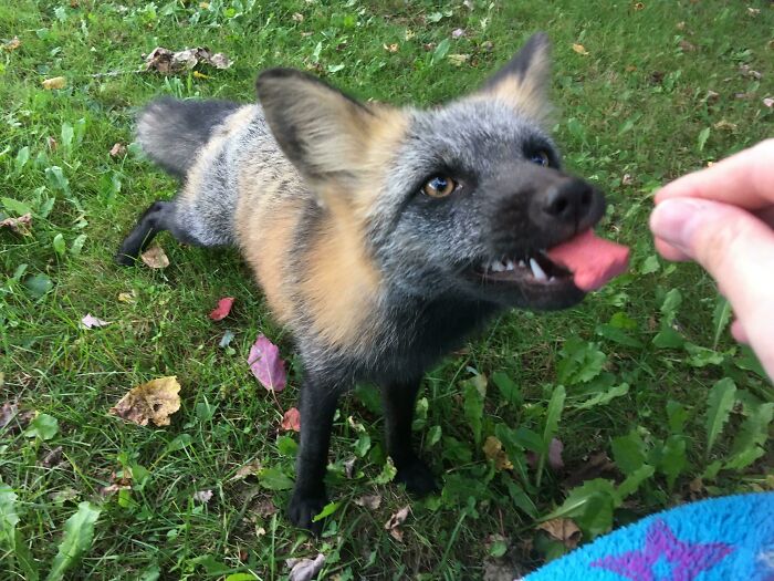 This Gorgeous Fox Visited Me In My Mom’s Backyard When I Went Home To Canada To Visit Family