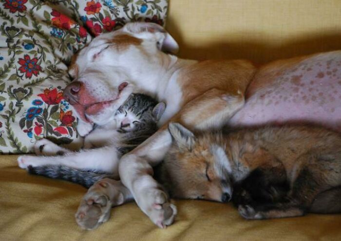 Adorable fox sleeping with a dog and a kitten on a cozy couch.