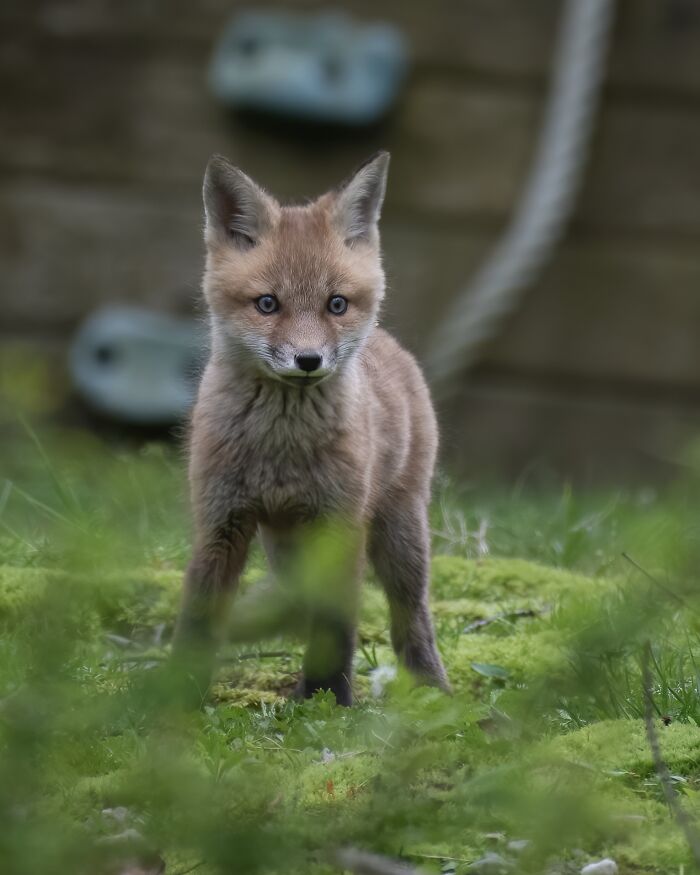 Cute fox standing on mossy ground, surrounded by blurred green foliage.