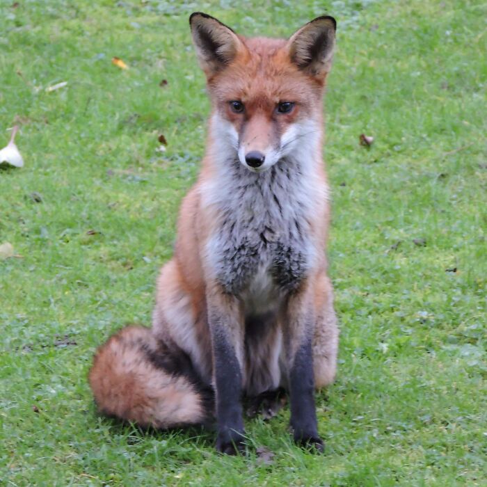 Cute fox sitting on a grassy field, showcasing its fluffy tail and alert expression.