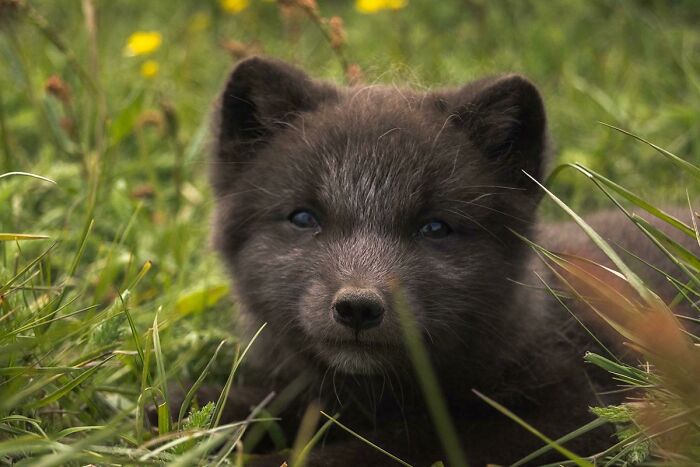 Cute fluffy fox lying in green grass, looking directly at the camera.