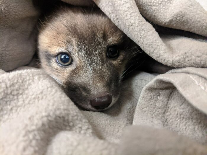 A cute fox snuggled in a soft blanket, peeking out with bright eyes, showcasing a charming and irresistible appeal.