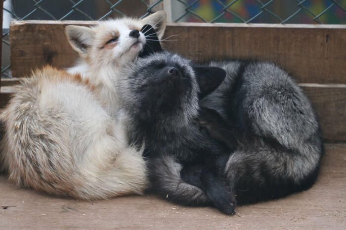 These Friendly Foxes