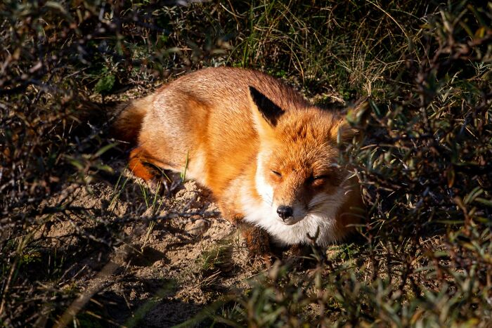 Say Hi To The Friendly Fox I Just Met!