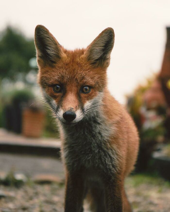 Friendly-Ish Fox Who Used To Visit Our House