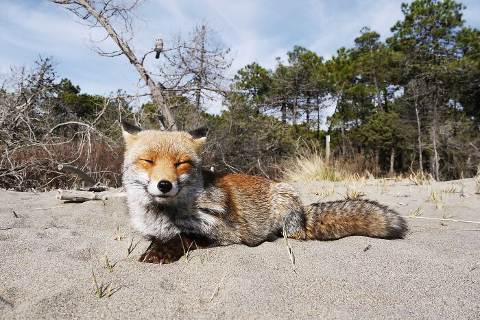 Smiley Fox Friend I Made At The Beach In Italy
