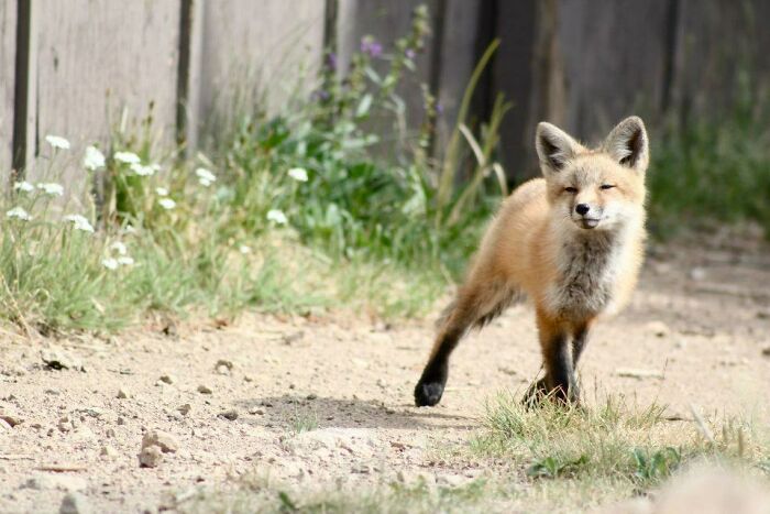 My Friend Found A Fox On A Sunrise Hike Recently