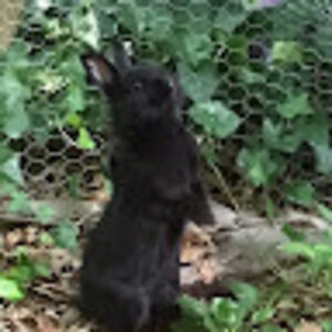 raccoontoppen avatar