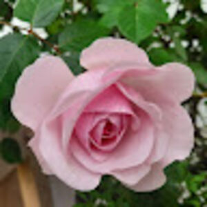 andrarosenegger avatar