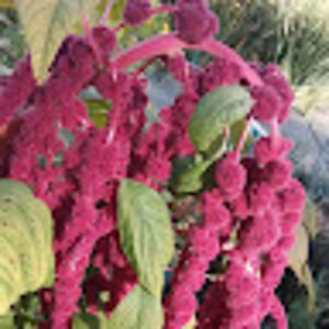 christinacloud avatar