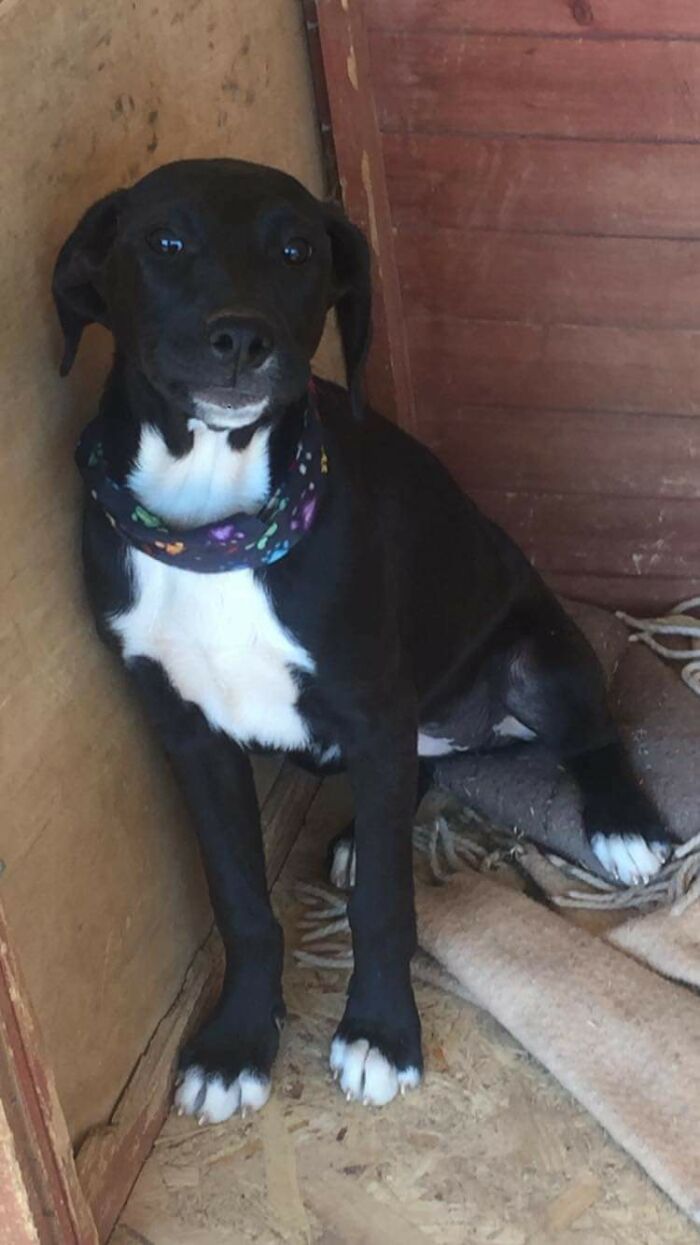 I'm Adopting This Little Girl And Have No Idea What To Name Her! Hit Me With Your Best Suggestions (Ideas That I Had: Luna, Nova, Onyx, Socks)