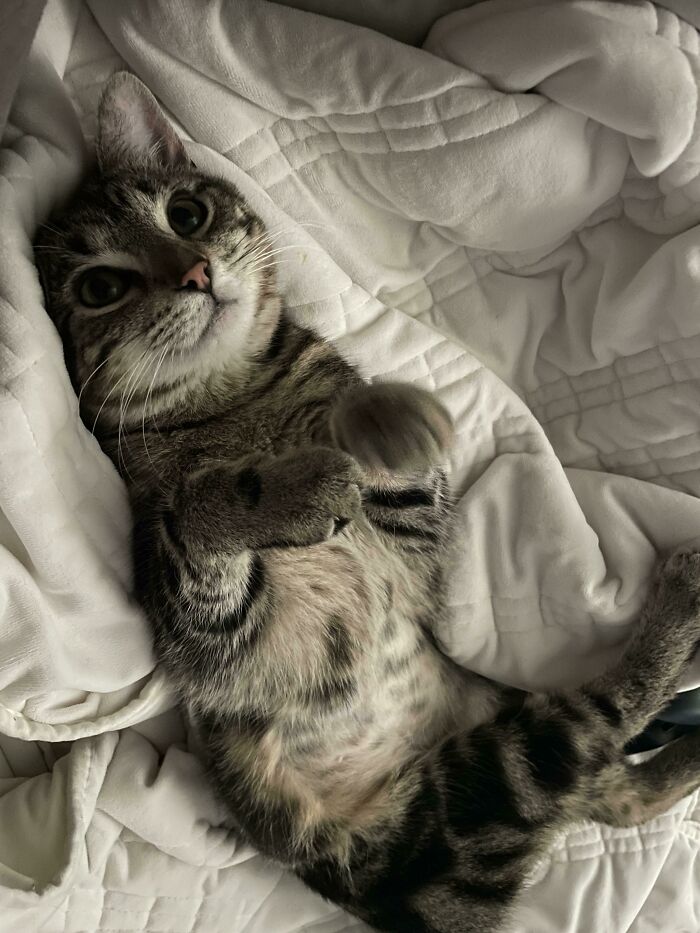 A Picture Of Our New Adopted Cat Being Cute